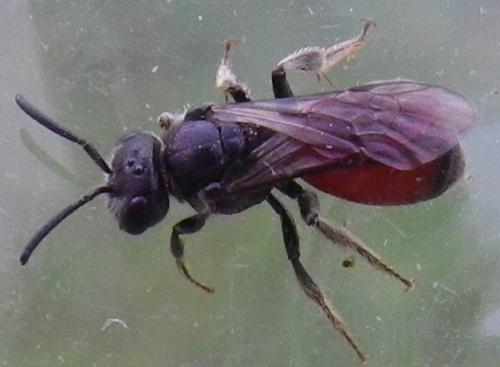 Réf. 253 745 : Sphecodes sp.